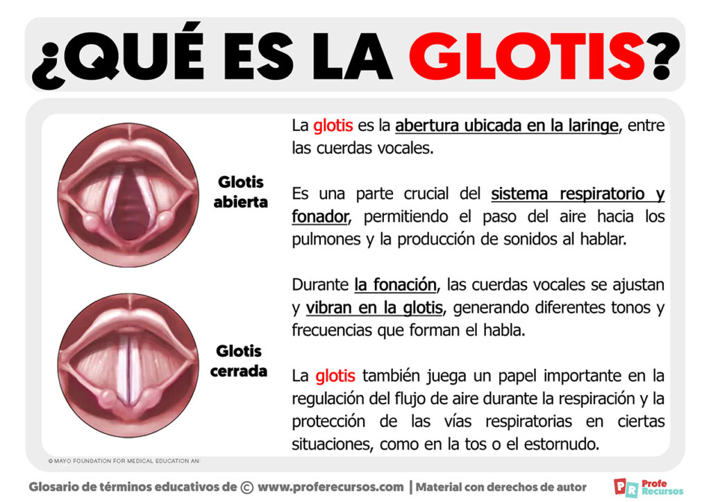 Qué es la Glotis Definición de Glotis