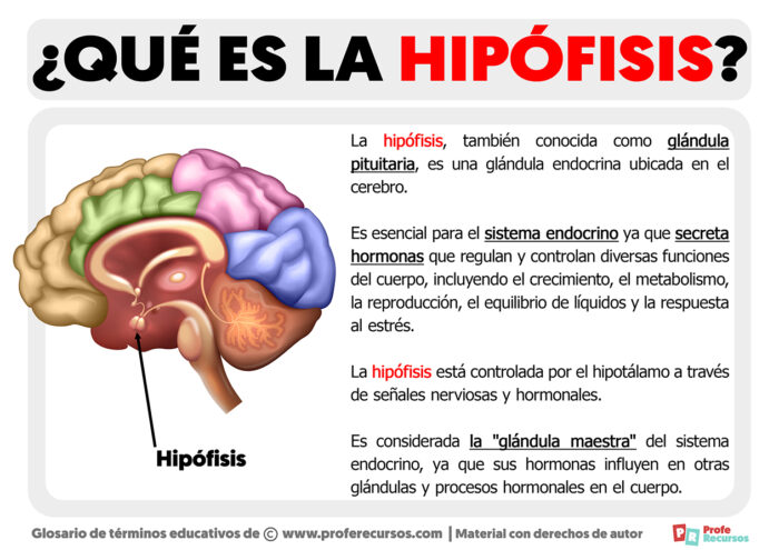 Qué es la Hipófisis | Definición de Hipófisis
