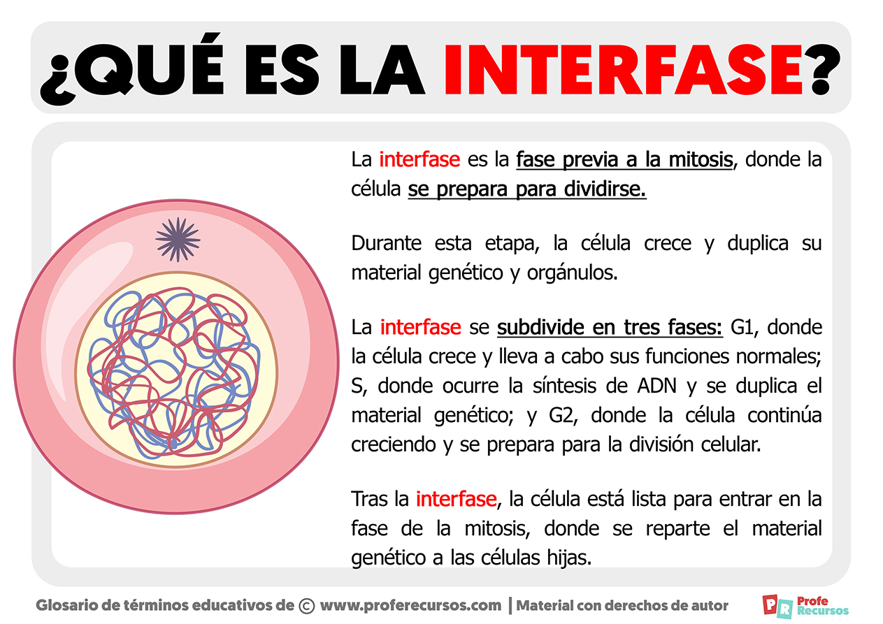 Que es la interfase