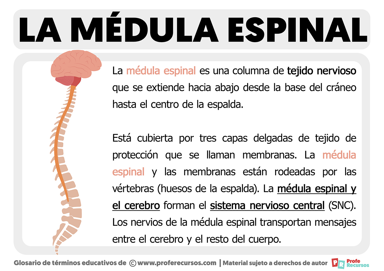 Qué Es La Médula Espinal