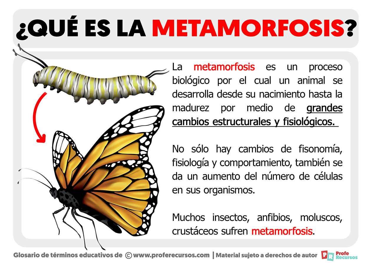 Que es la metamorfosis