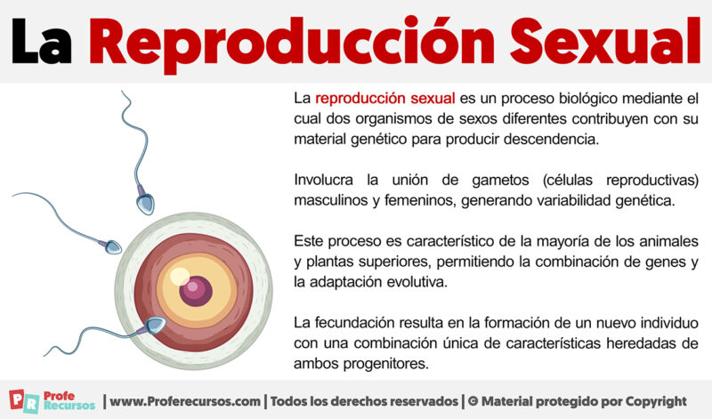 Qué es la Reproducción Sexual
