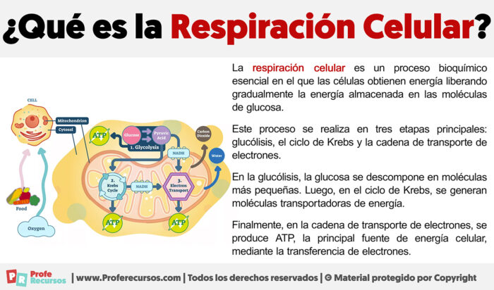 Qué es la Respiración Celular