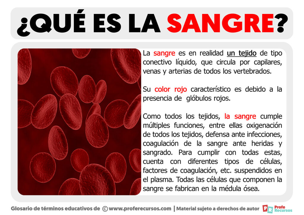 Qué es la Sangre | Definición de Sangre