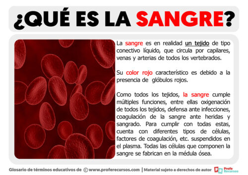 Qué es la Sangre | Definición de Sangre