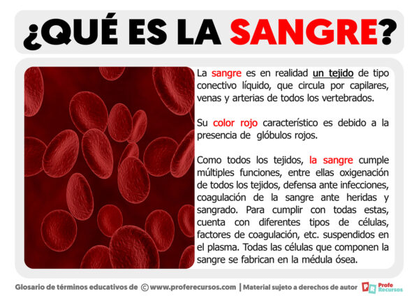 Qué es la Sangre | Definición de Sangre