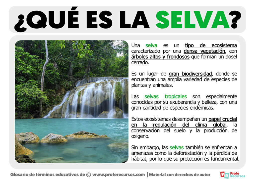 Qu es la selva definici n de selva