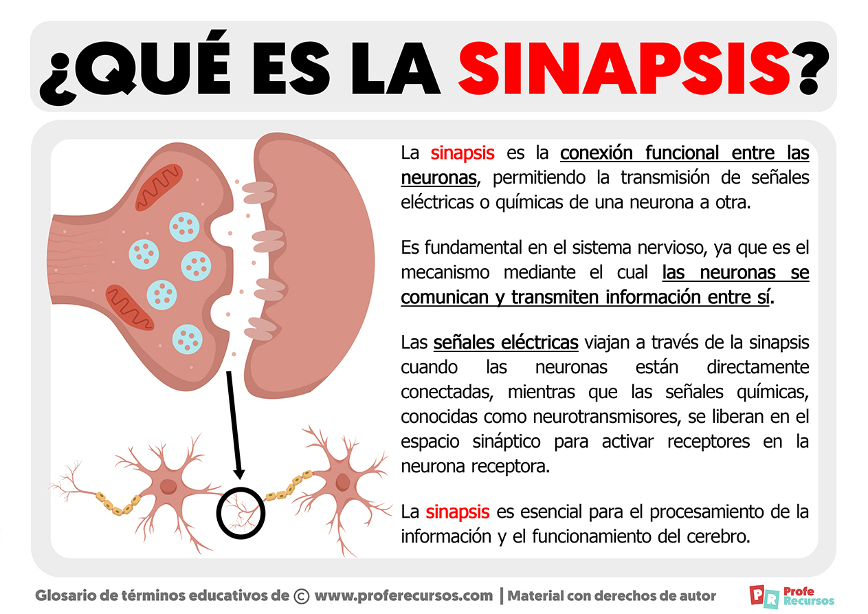 Que es la sinapsis