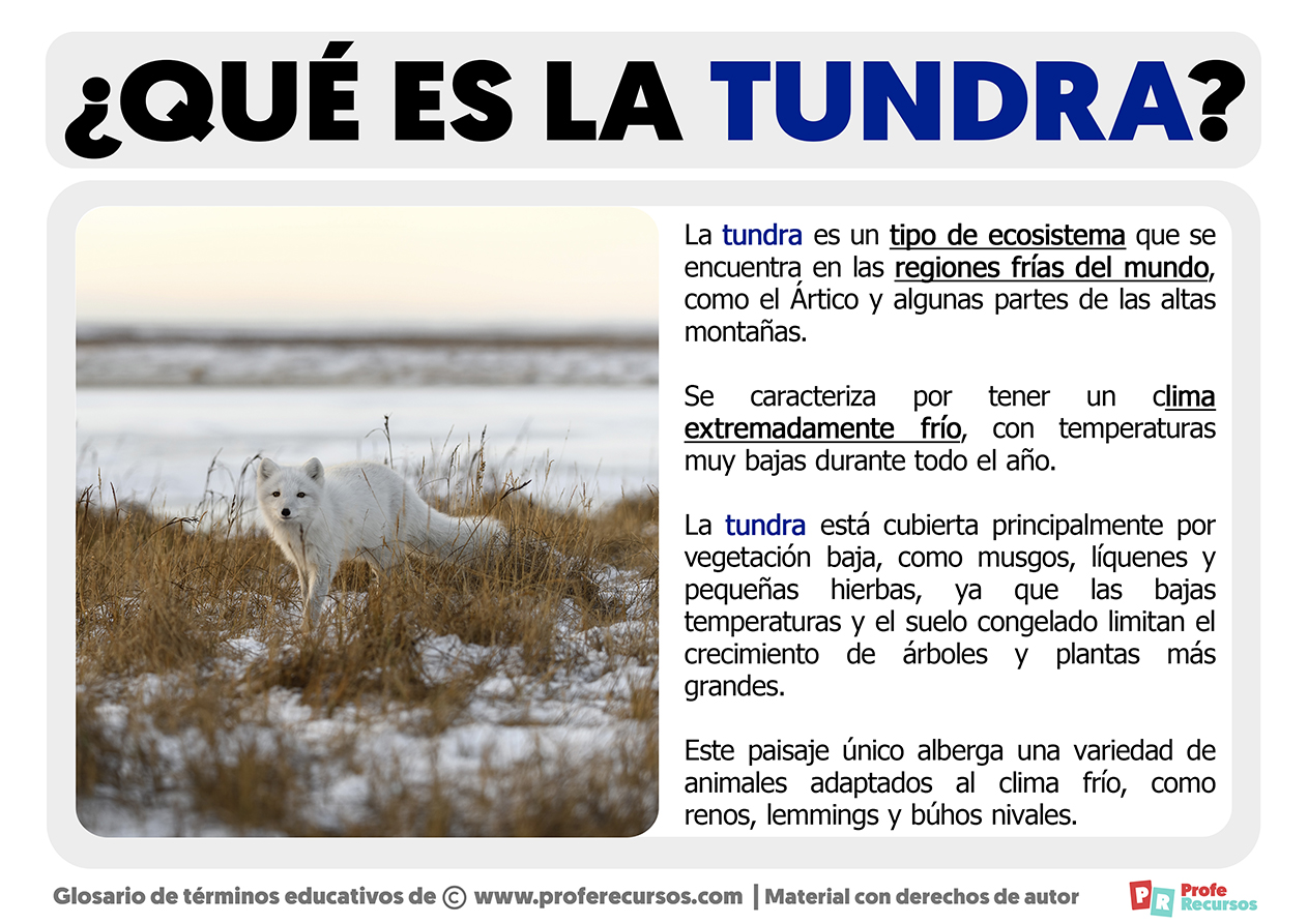 Que es la tundra