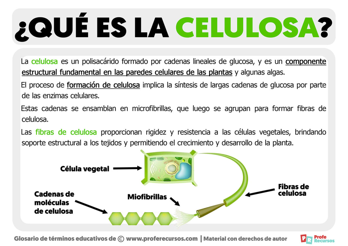 Qué es la Celulosa | Definición de Celulosa