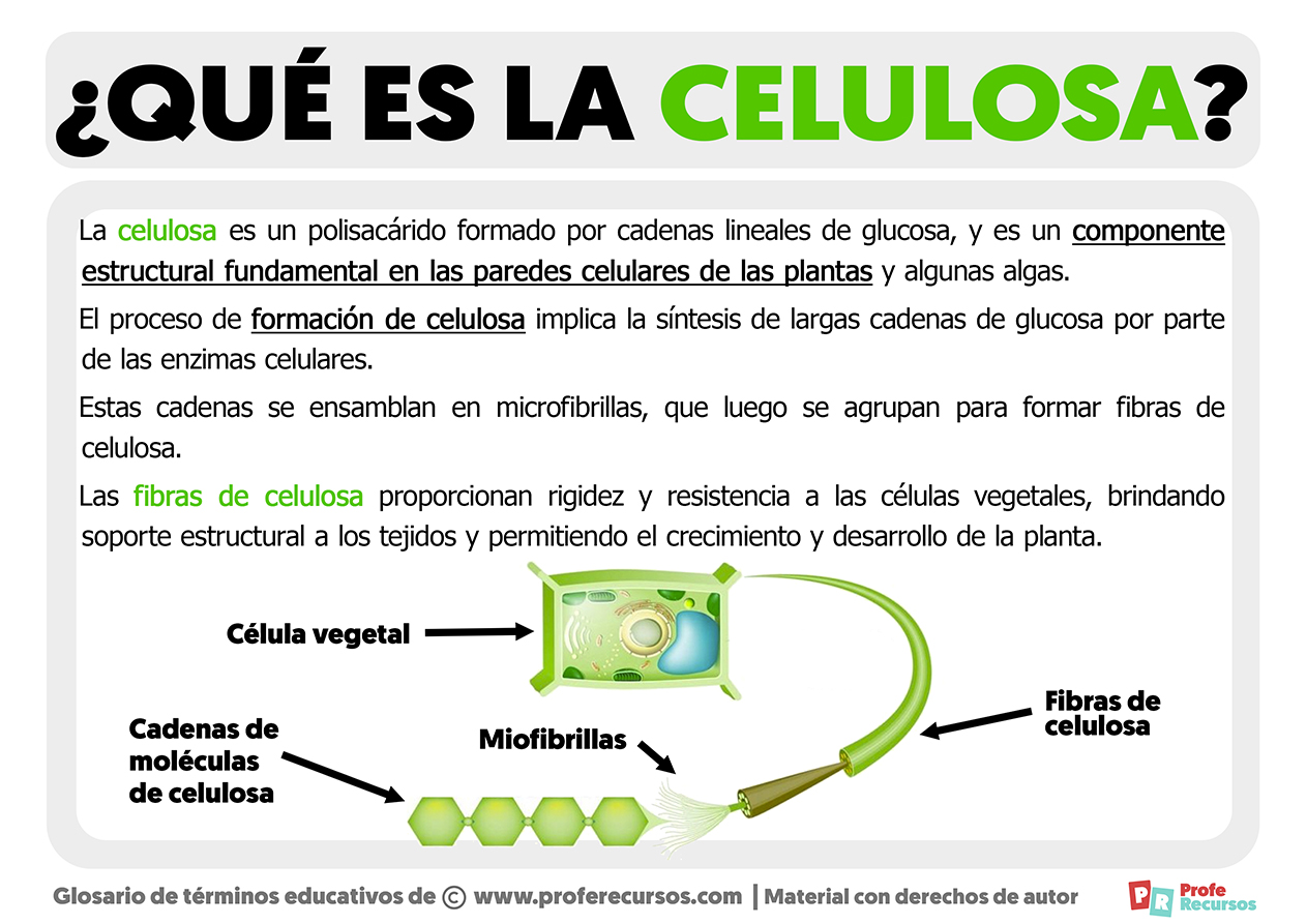 Que es la celulosa