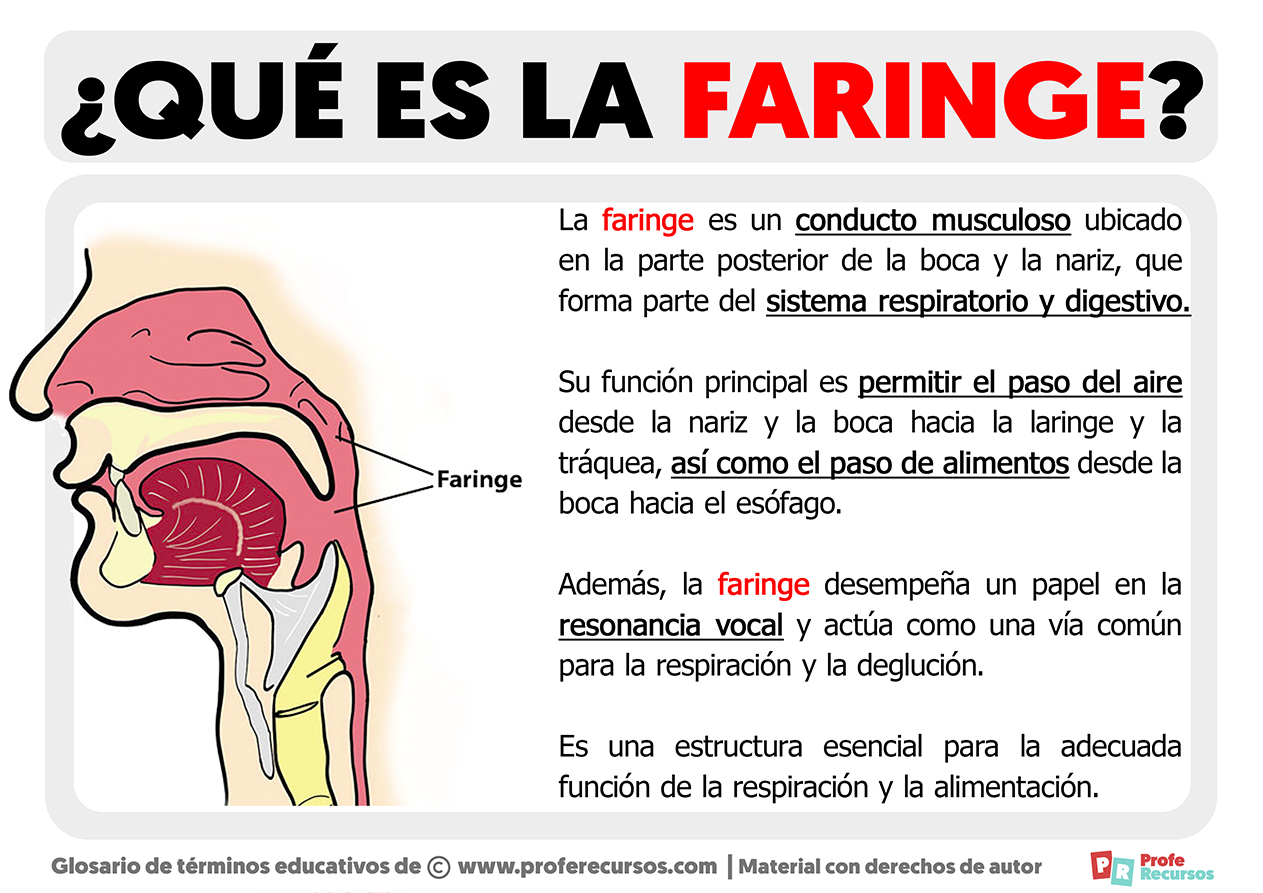 Que es la faringe
