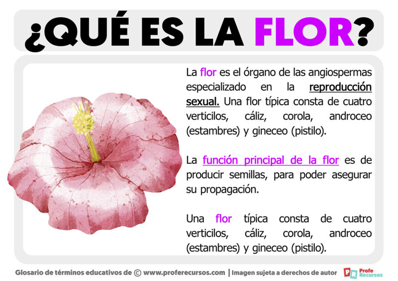 Qué es la Flor Definición de Flor