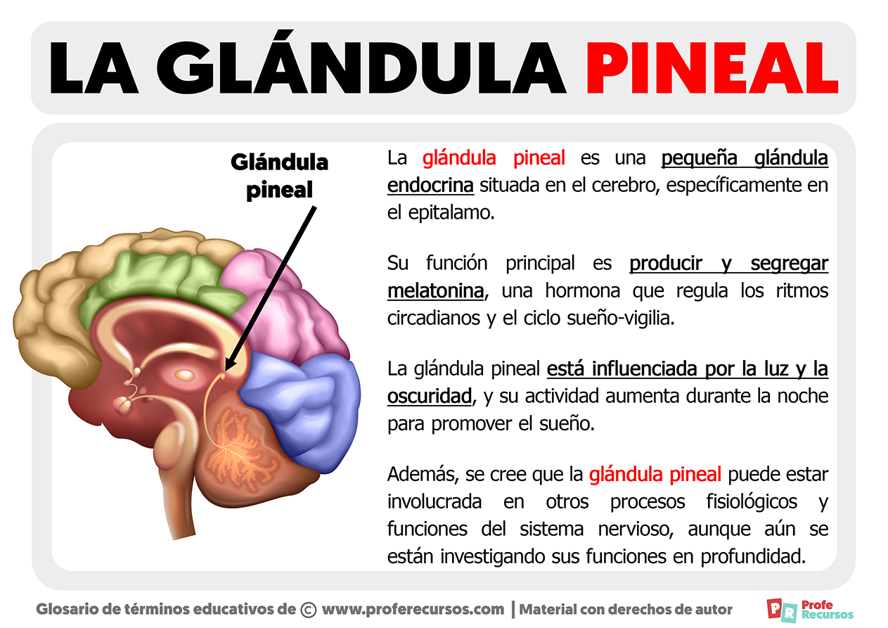 Que es la glandula pineal