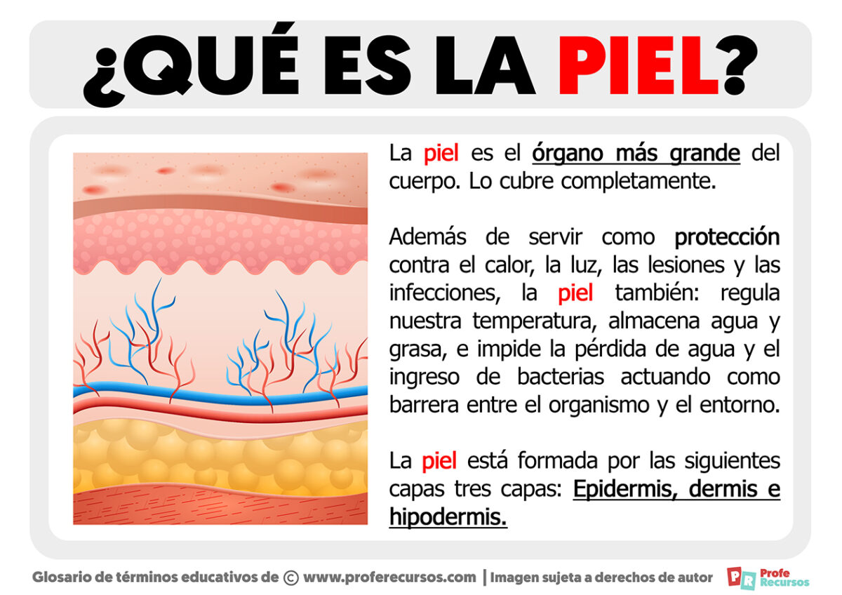 Qué es la Piel Definición de Piel