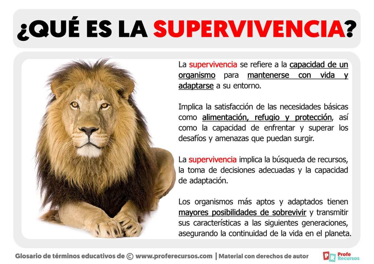 qu-es-la-supervivencia-definici-n-de-supervivencia