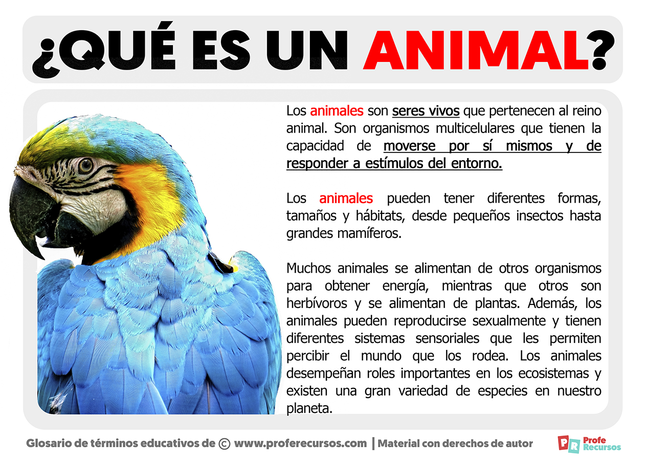 Que es un animal