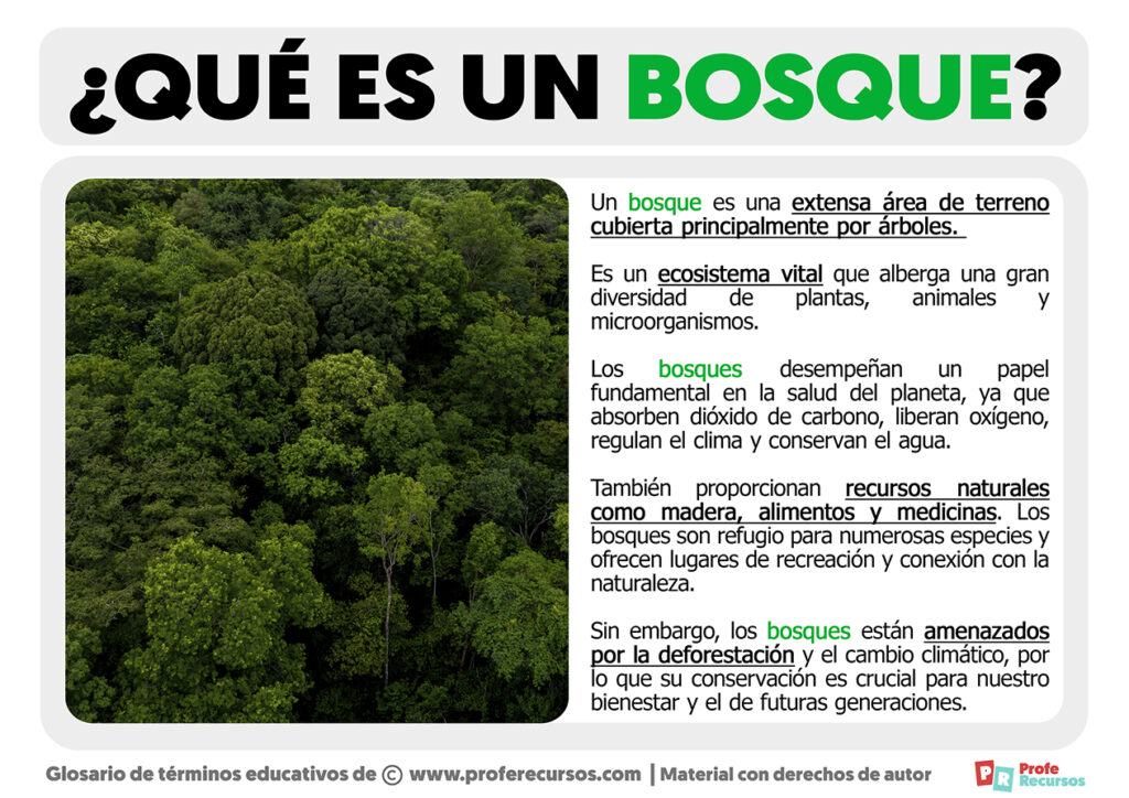 Qué es un Bosque Definición de Bosque