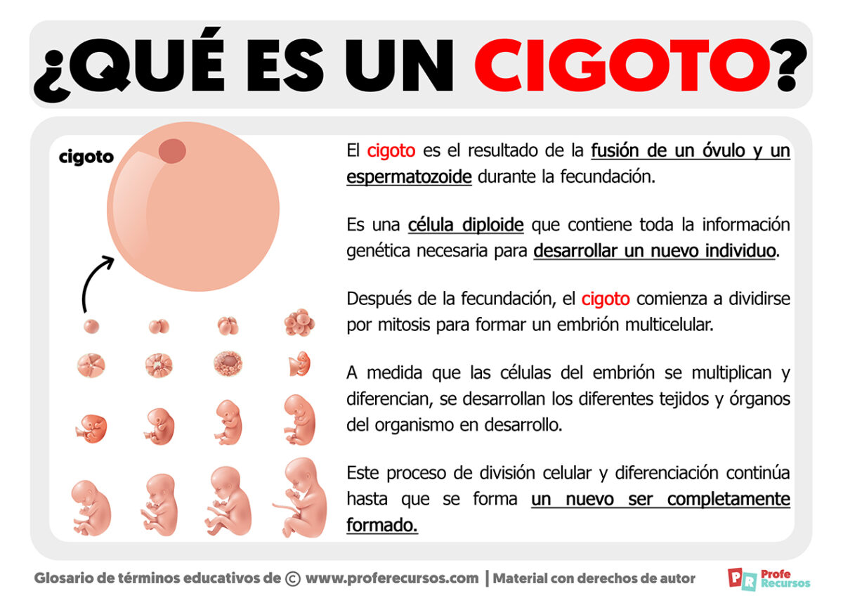 Cuanto Tarda En Formarse El Cigoto www.proferecursos.com