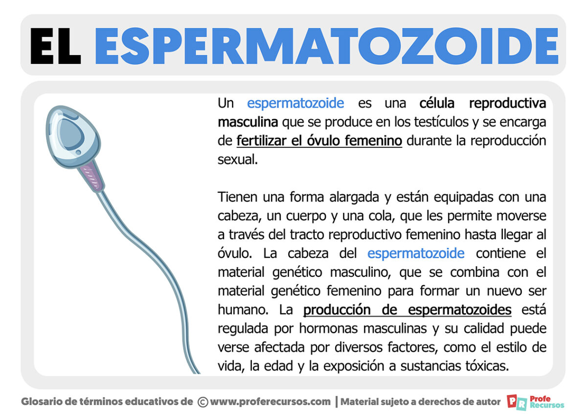 Qué es un Espermatozoide Estructura y Función