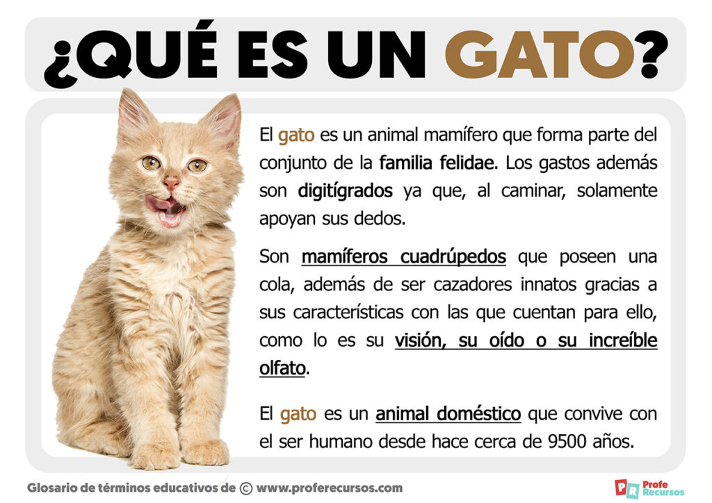 Qué es un Gato Definición de Gato