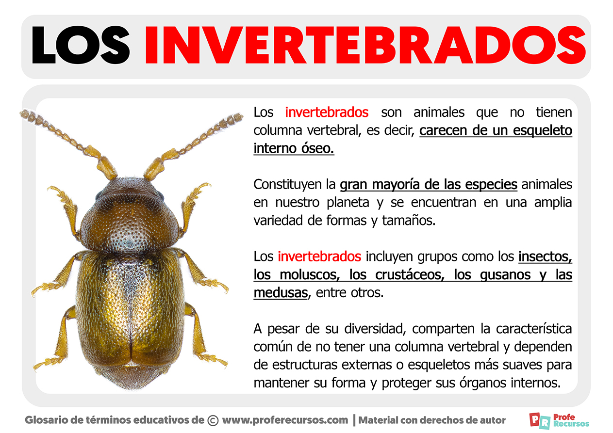 Que es un invertebrado