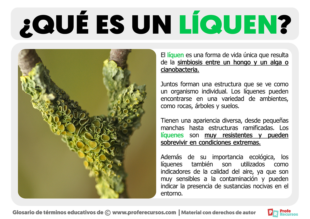 Que es un liquen