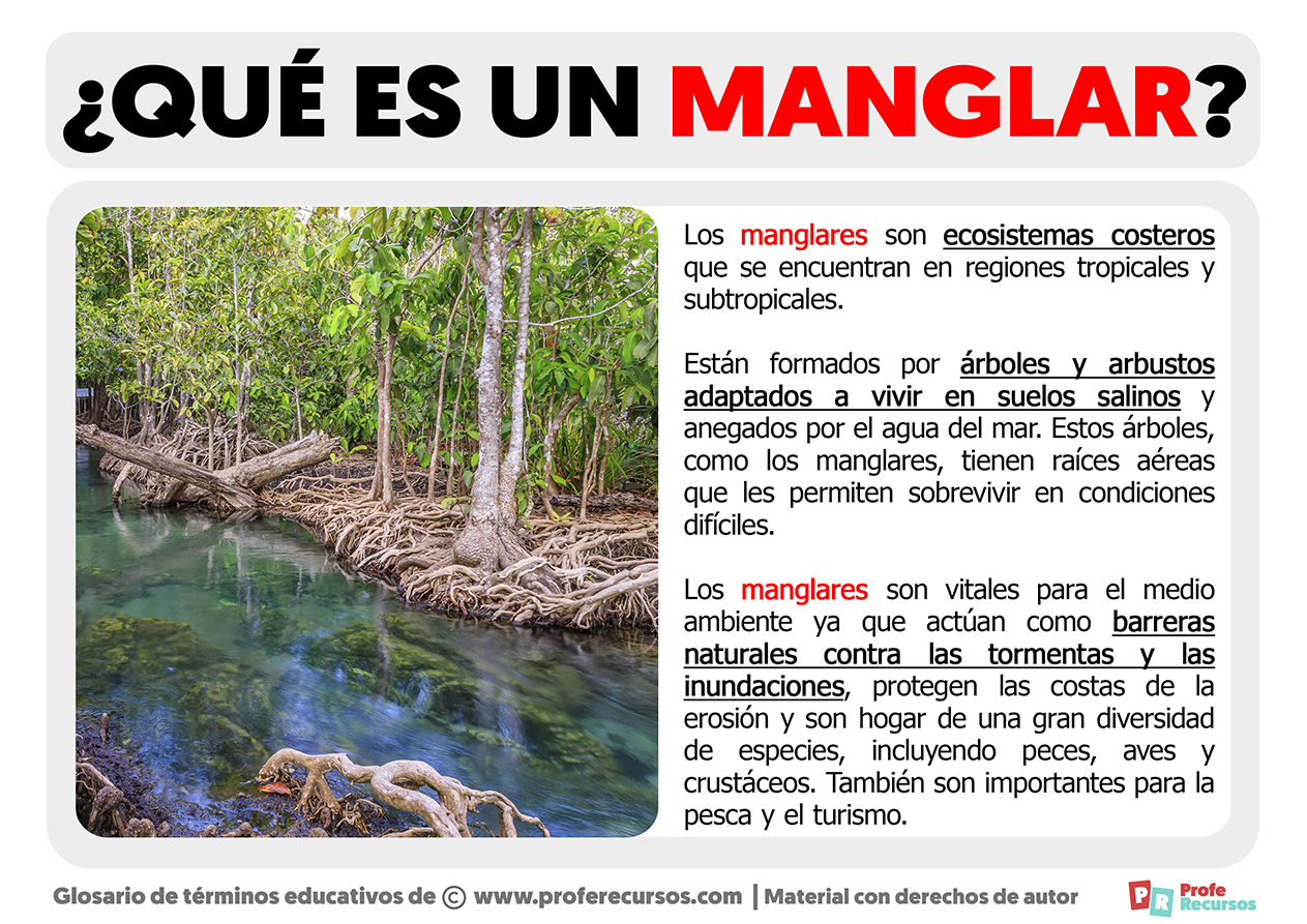 Que es un manglar