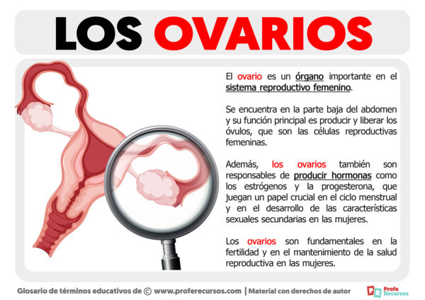 Qué son los Ovarios