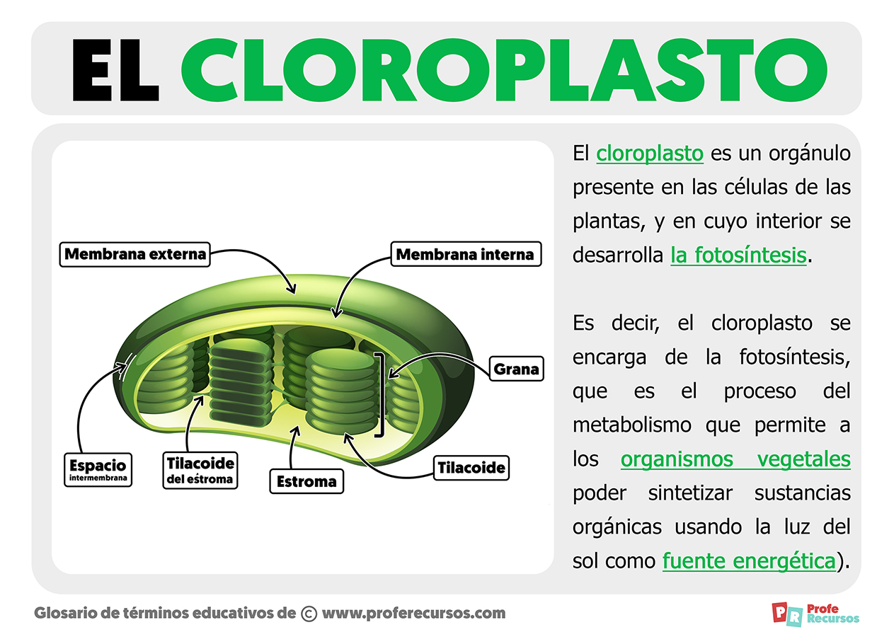 Que es un cloroplasto