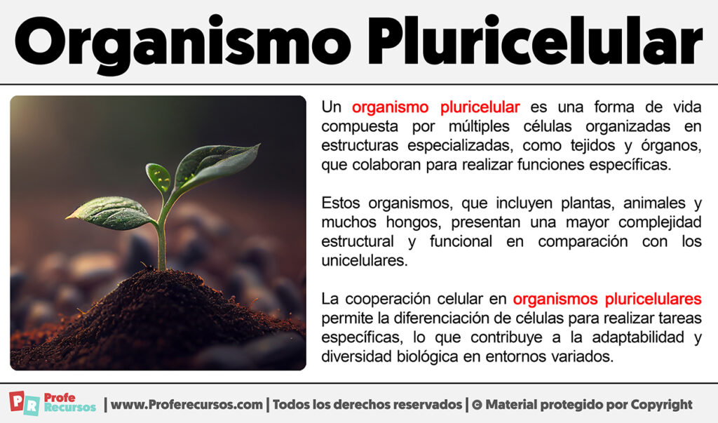 Qué es un Organismo Pluricelular