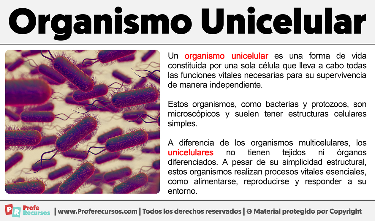 Que es un organismo unicelular