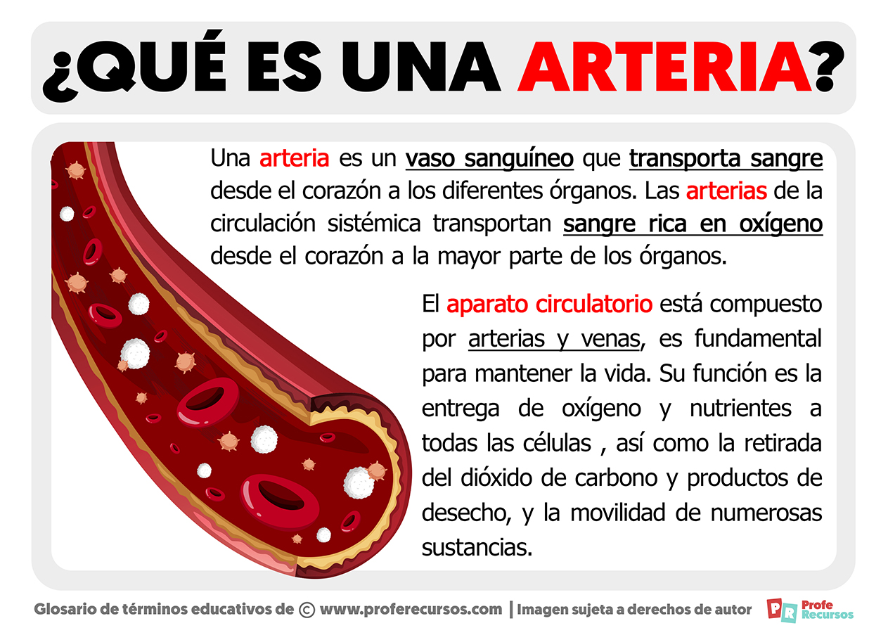 Que es una arteria