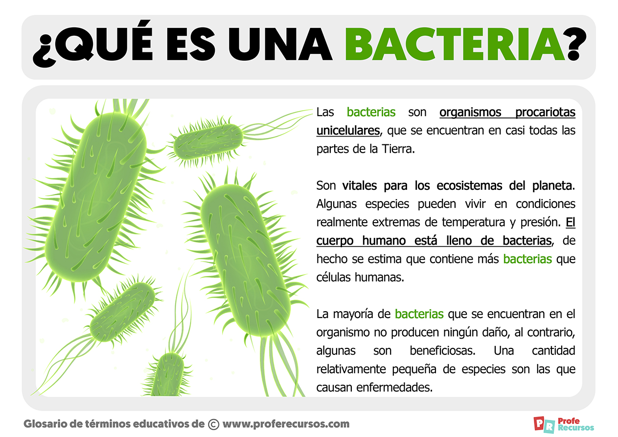 Que es una bacteria