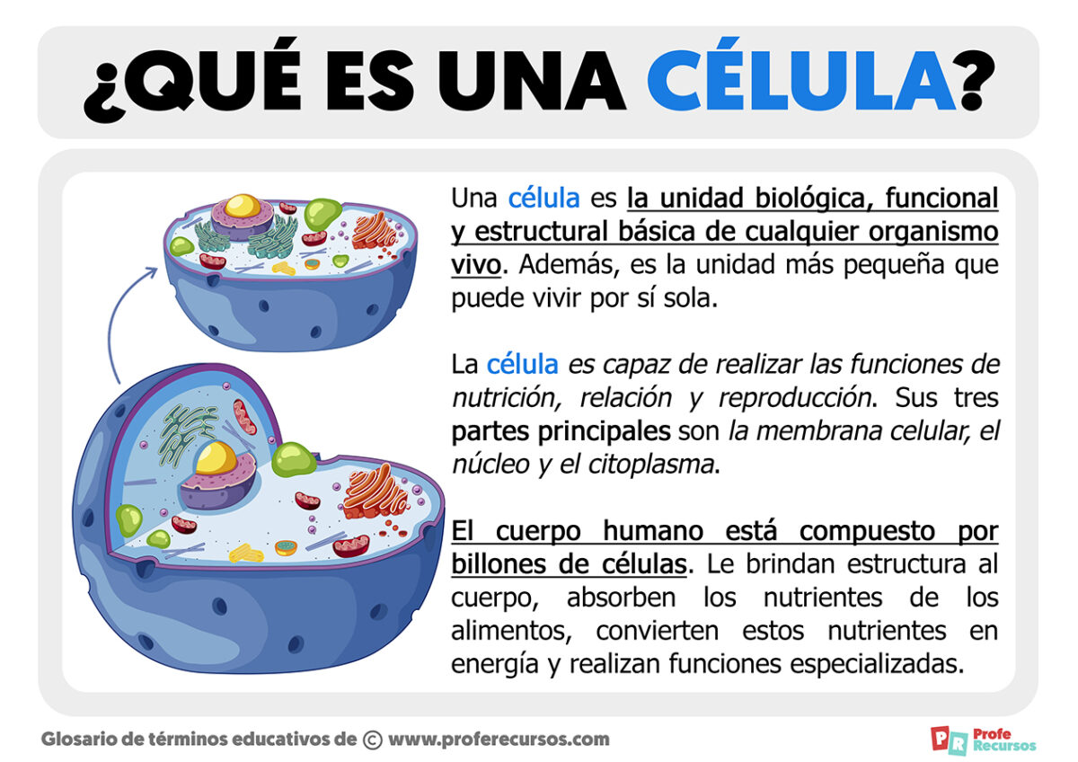 ¿qué Es Una Célula