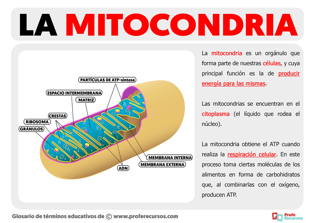 Qué es una Mitocondria
