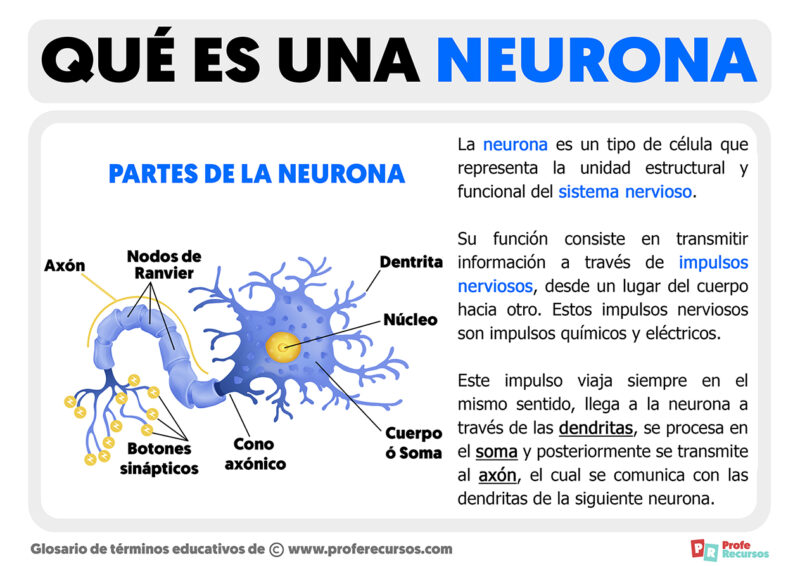 Como funciona una neurona