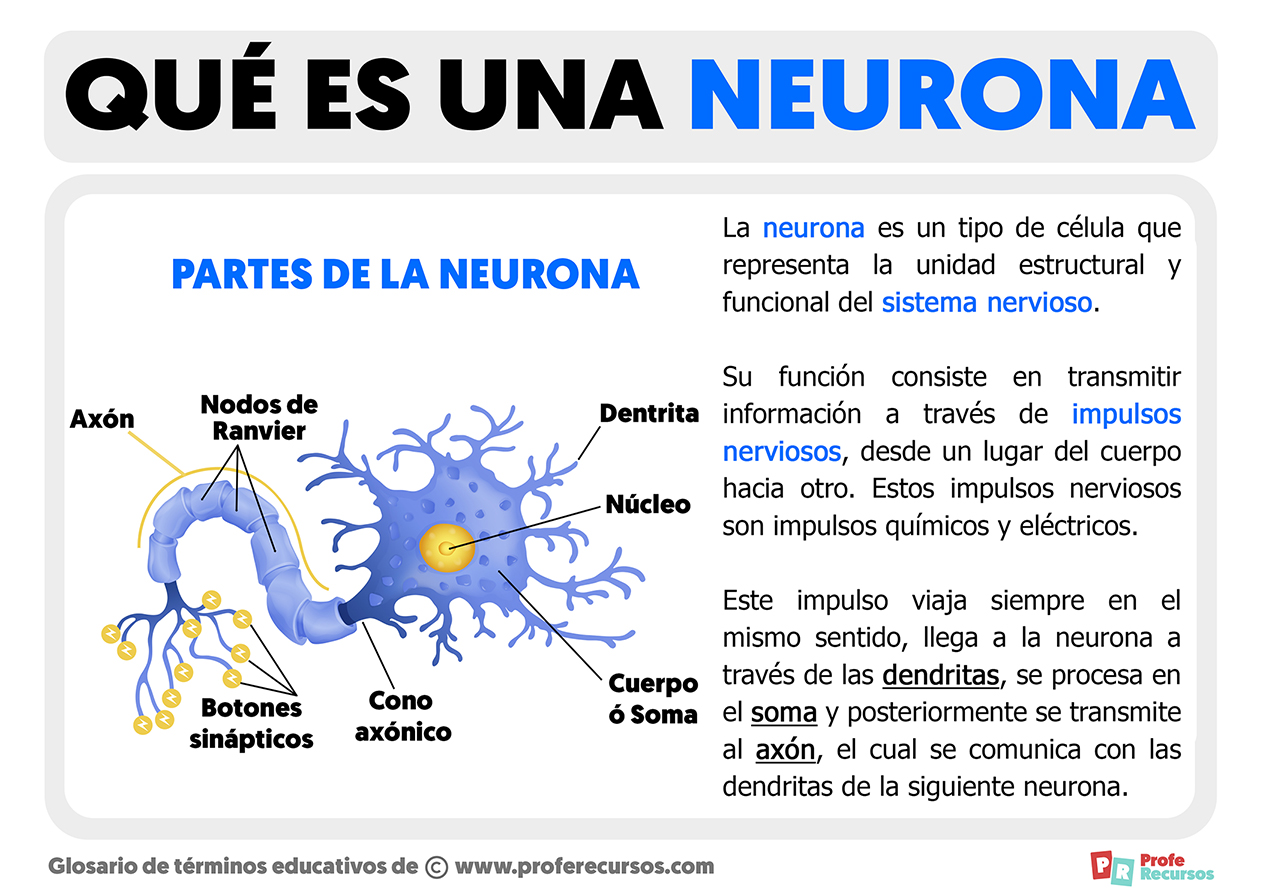 Que es una neurona