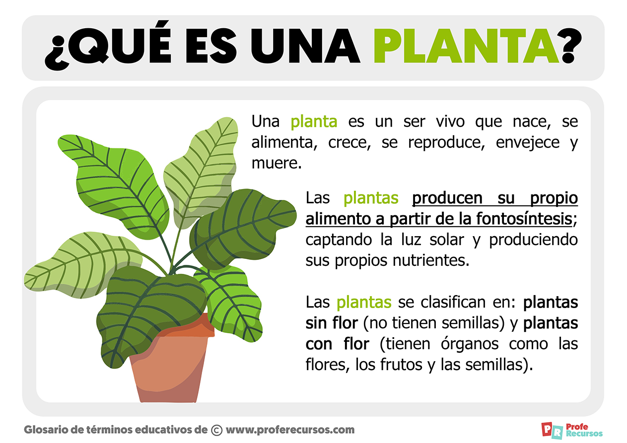 Que es una planta