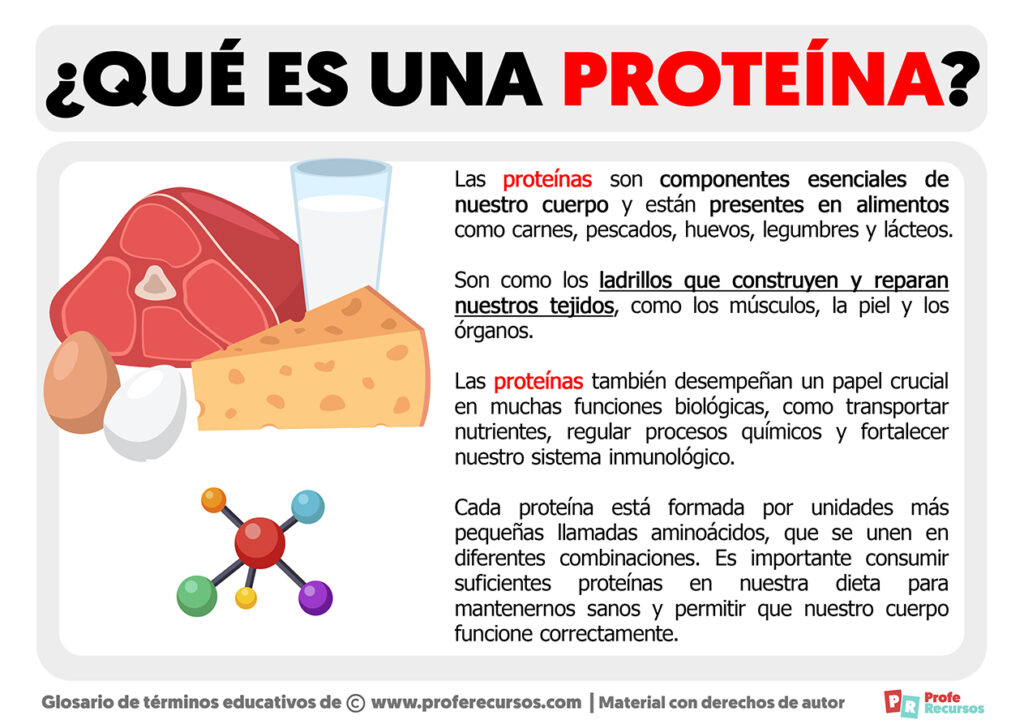 Que es una Proteína | Definición de Proteína