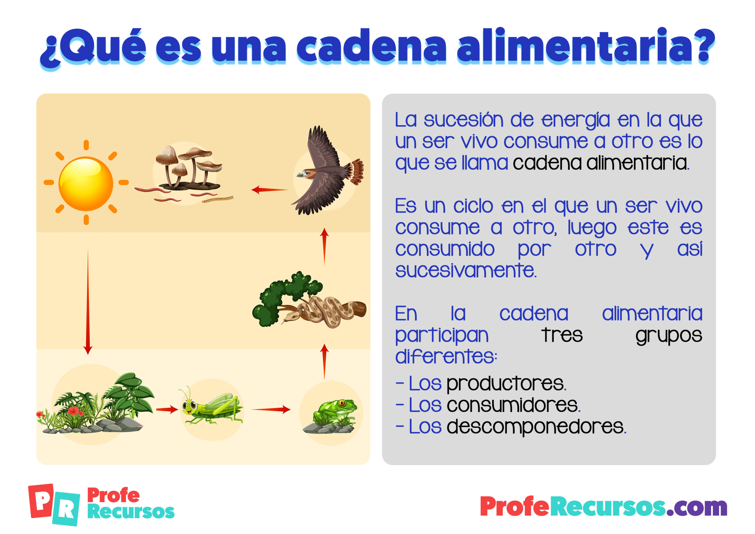 Que es una cadena alimentaria