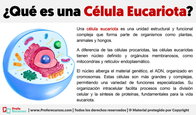 Qué es una célula Eucariota