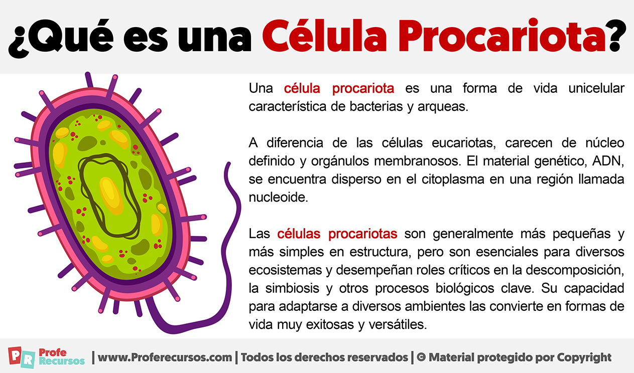 Que es una celula procariota