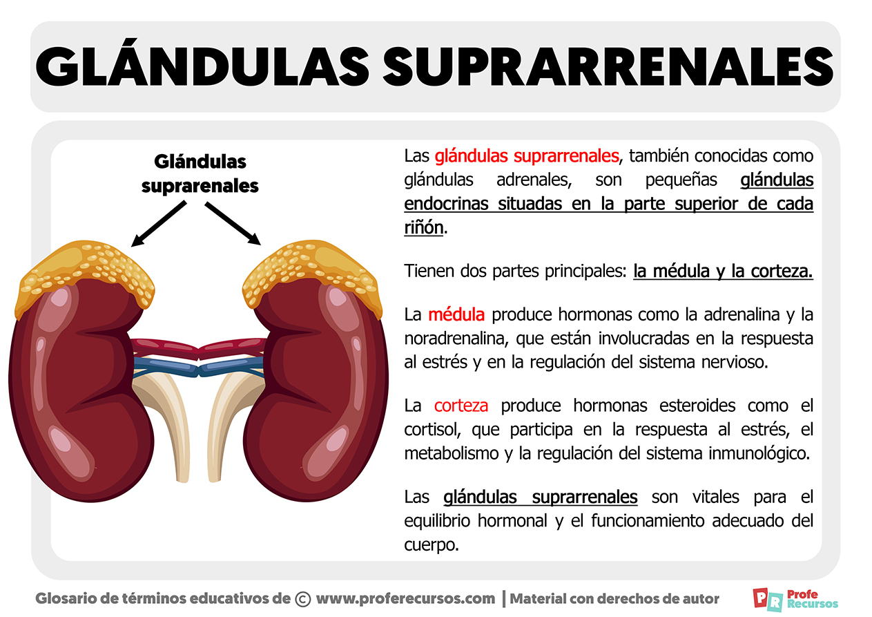 Que son las glandulas suprarrenales