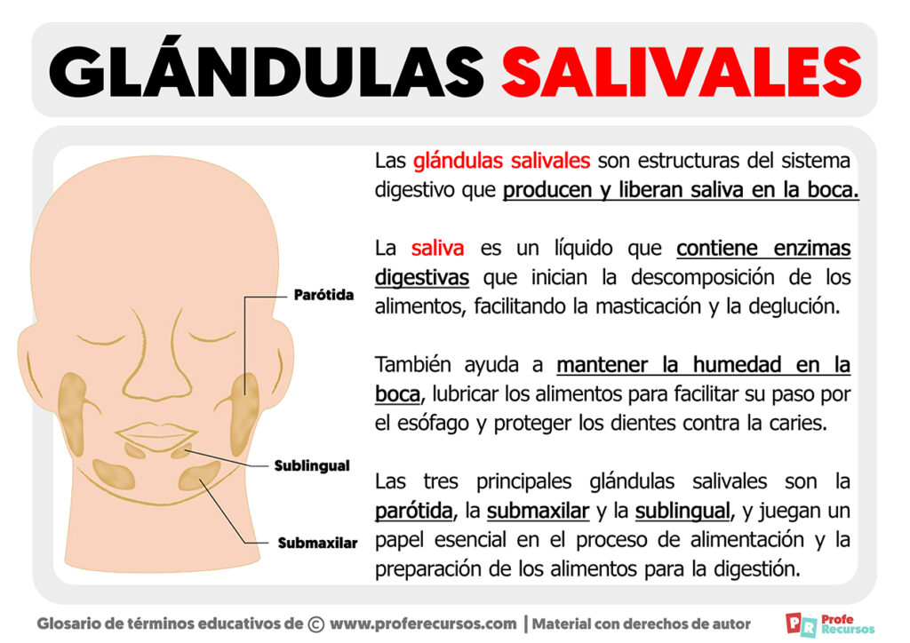 Cual Es La Funcion De Las Glandulas Salivales www.proferecursos.com