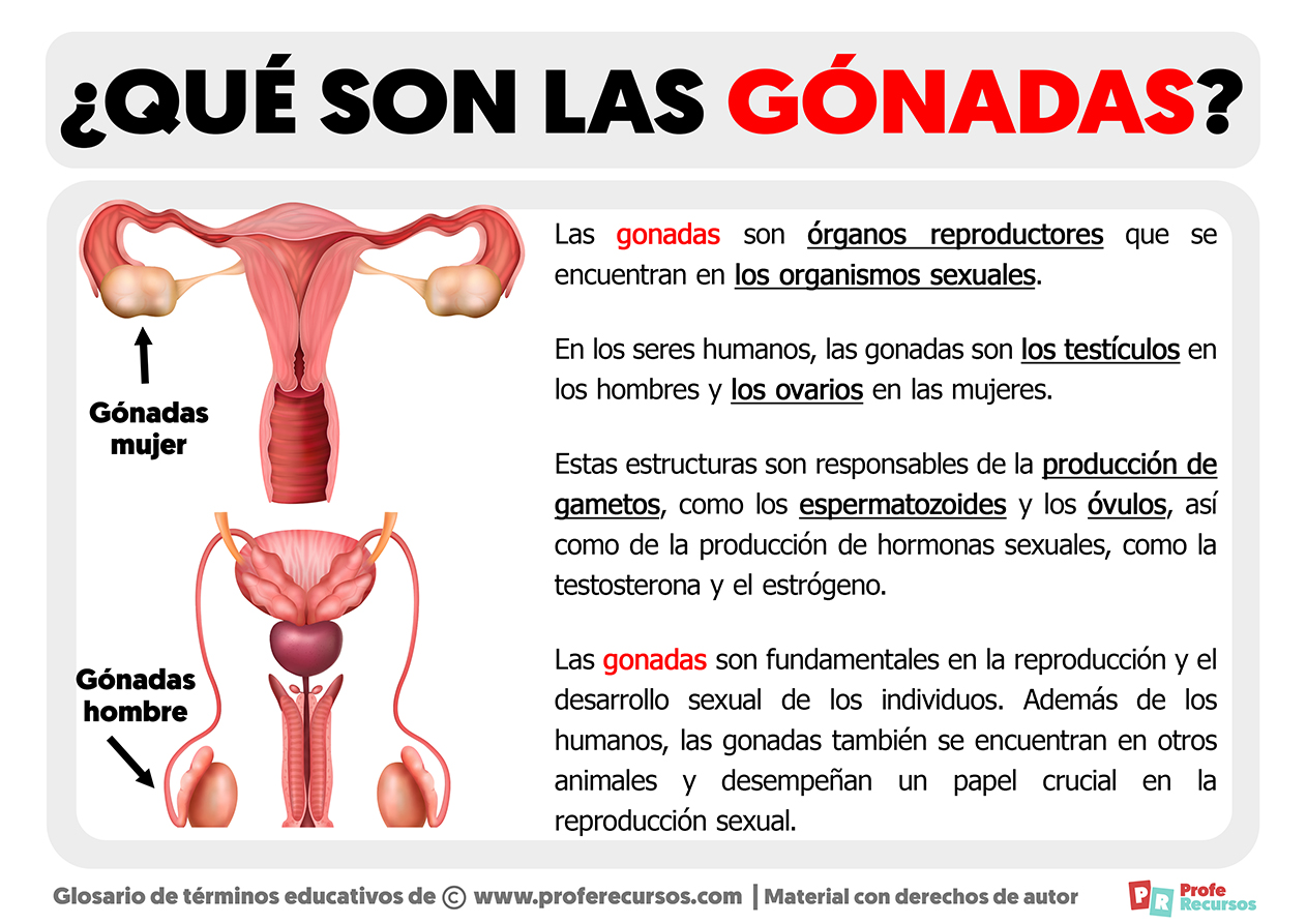 Que son las gonadas