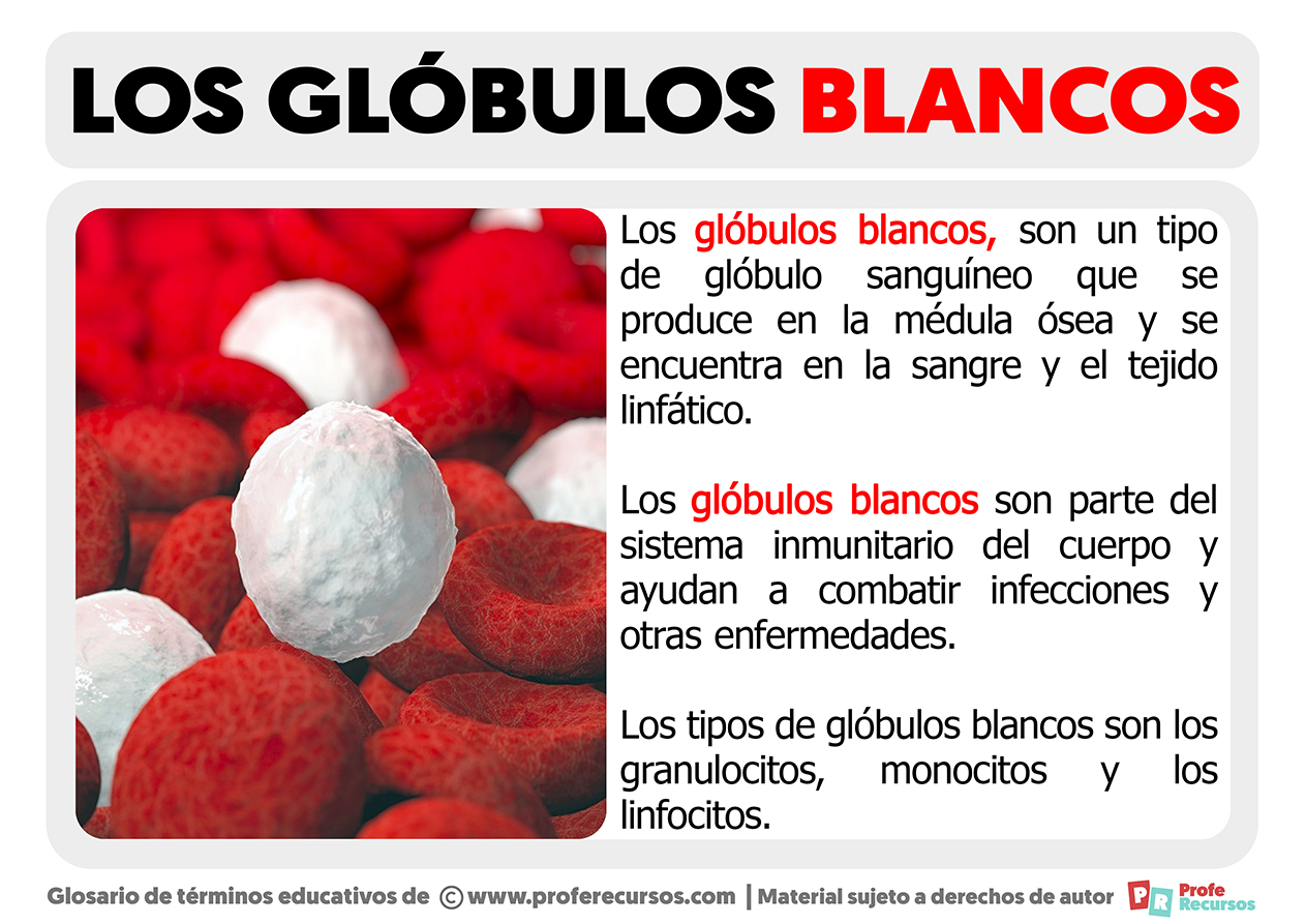 Que son los globulos blancos