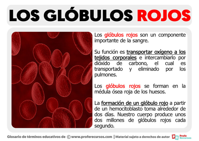 qu-son-los-gl-bulos-rojos