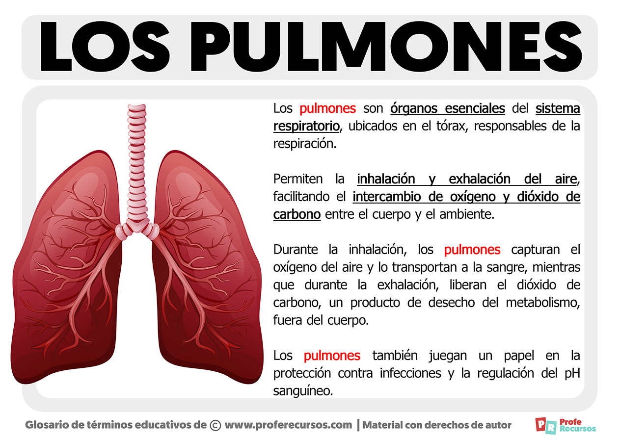 Que son los pulmones