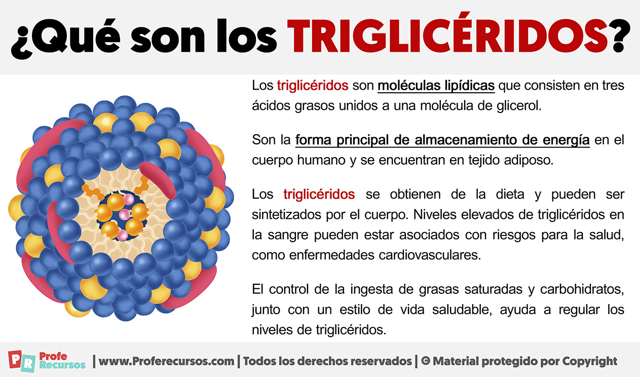 Qu Son Los Triglic ridos Definici n De Triglic rido
